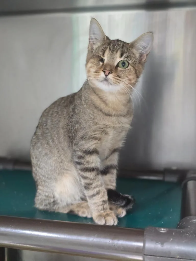 A baby small-sized female Domestic Short Hair cat named Pirate for adoption in Danielsville, GA