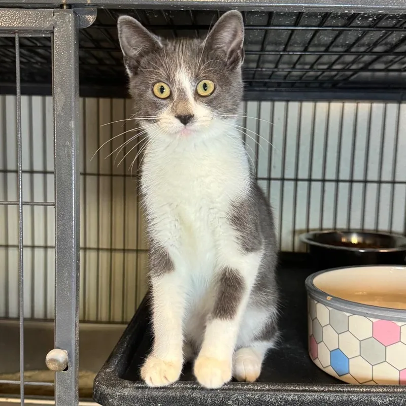 A baby medium-sized male Domestic Short Hair cat named Tater for adoption in Saginaw, MI