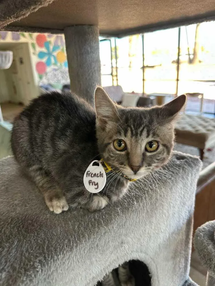 A baby medium-sized female Blue Point Domestic Short Hair cat named French Fry for adoption in tucson, AZ
