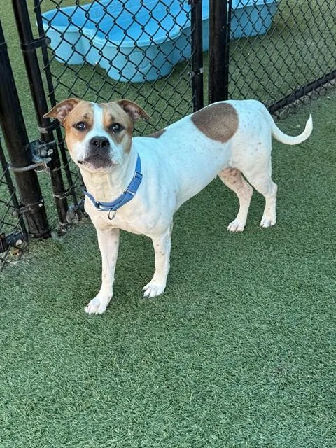 A young large-sized female Mixed Breed dog named China for adoption in Dallas, TX
