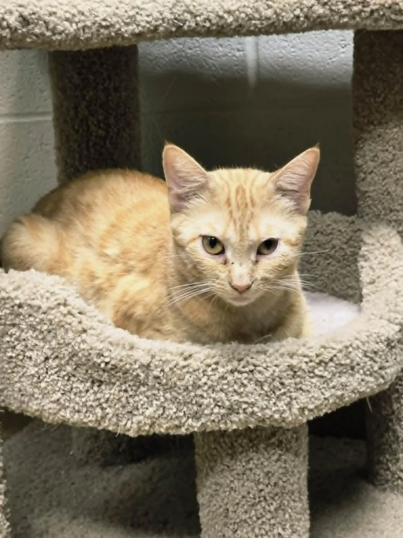 An adult small-sized female Orange / Red Domestic Short Hair cat named Angel for adoption in Mount Juliet, TN