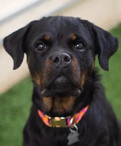 An adult medium-sized female Brown / Chocolate Rottweiler dog named Punky for adoption in Encinitas, CA