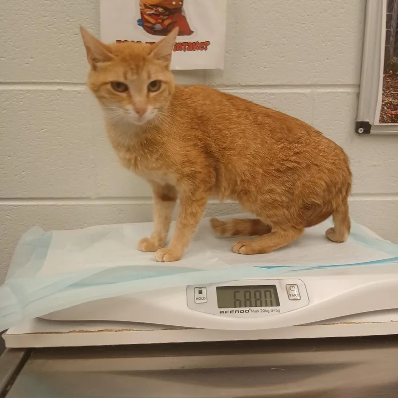A young medium-sized female Orange / Red Domestic Short Hair cat named Peaches for adoption in Chattanooga, TN