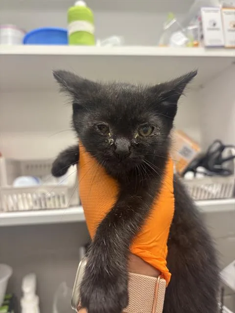 A baby small-sized female Domestic Short Hair cat named Fen for adoption in Indianapolis, IN