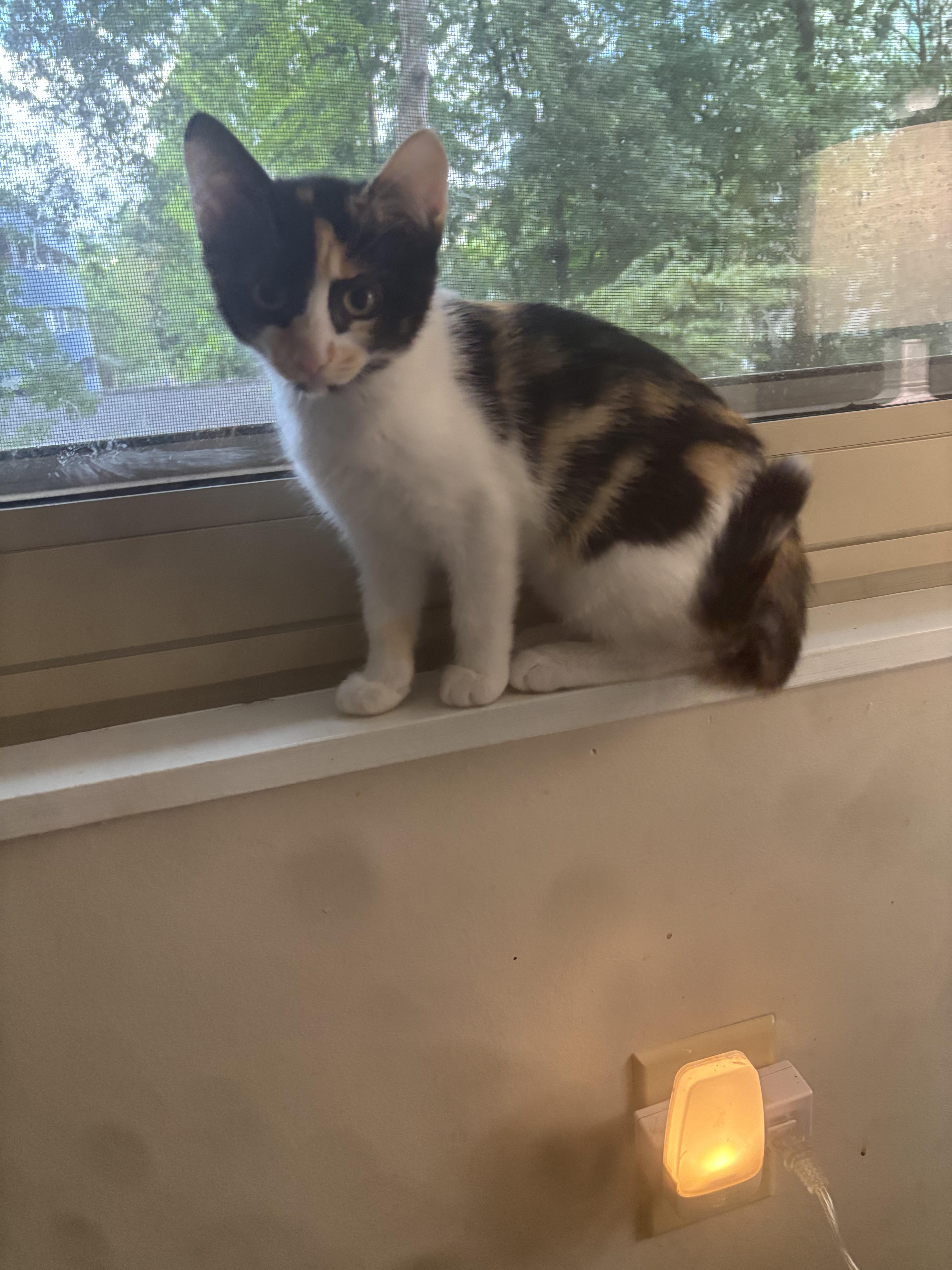 Gigi
