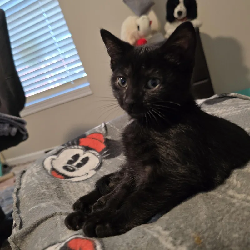A baby small-sized female Black Domestic Short Hair cat named Thunderbolt Best Friends with for adoption in West Jefferson, OH