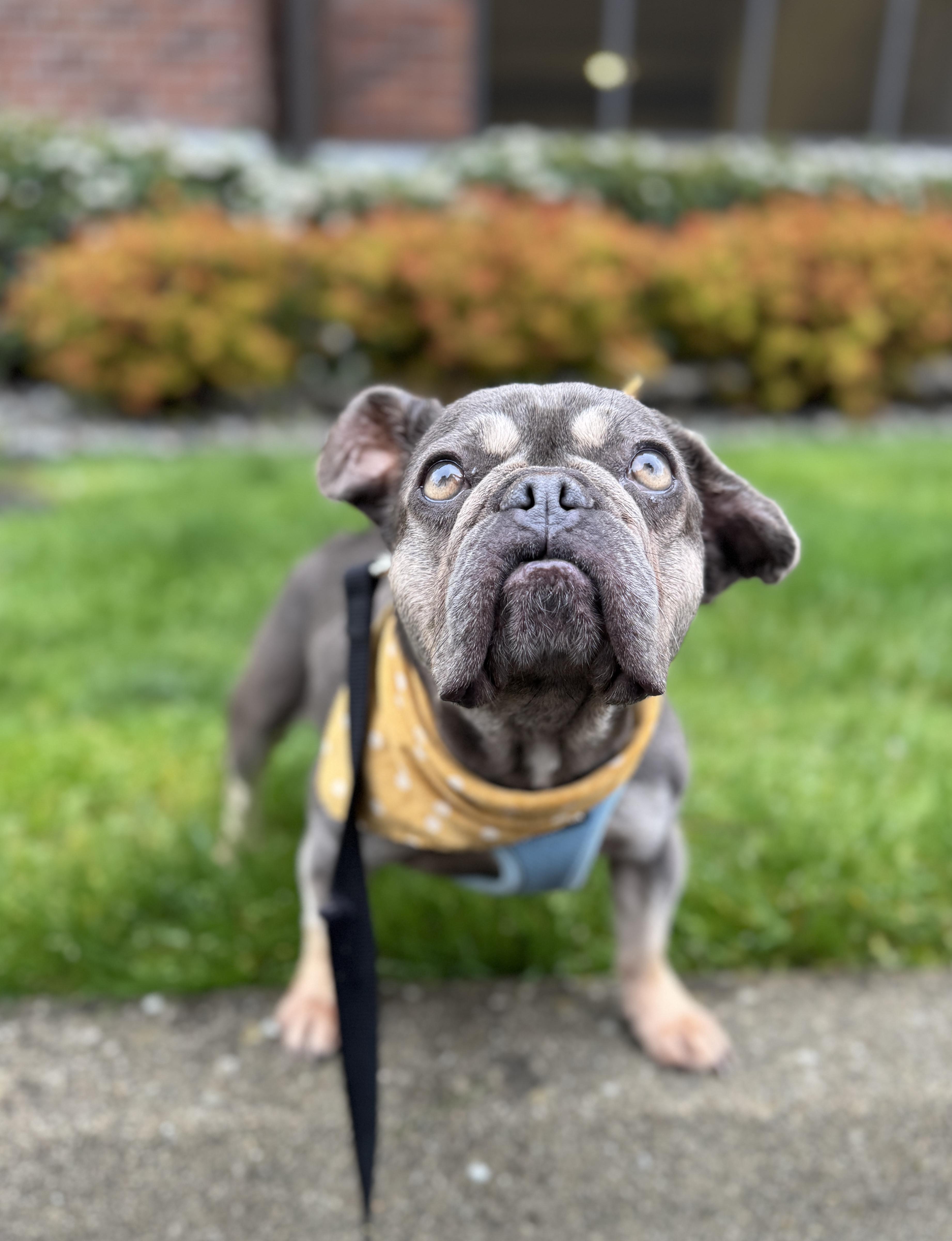 An adult small-sized female Gray / Blue / Silver French Bulldog dog named Bella for adoption in lynnwood , WA