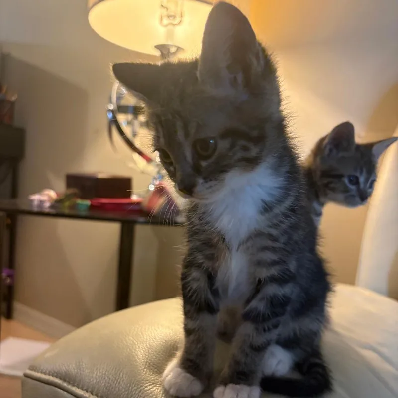 A baby small-sized female Gray / Blue / Silver Domestic Short Hair cat named Silly Goose for adoption in Fort Lauderdale, FL