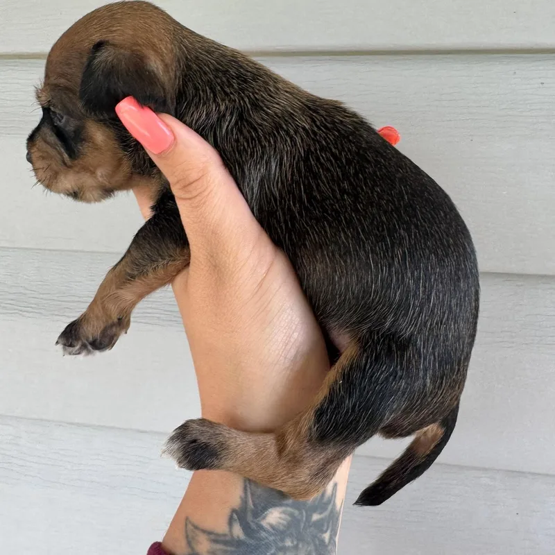 Raspberry thumbnail 2