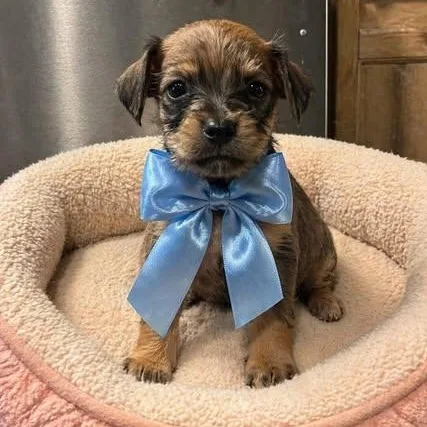 A baby small-sized male Bicolor Shih Tzu dog named Raspberry for adoption in Crosby, TX