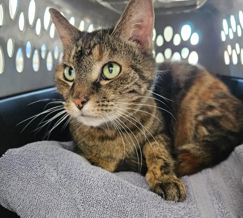A senior medium-sized female Domestic Short Hair cat named Beverly for adoption in Greenfield, IN