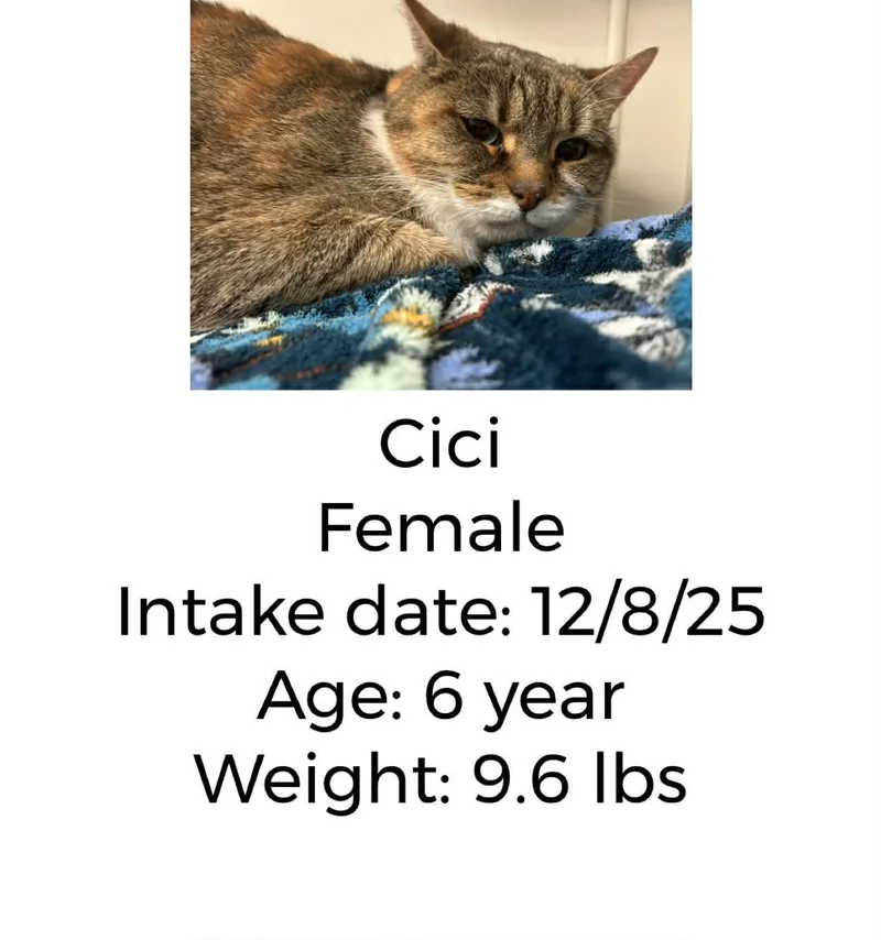 Cici