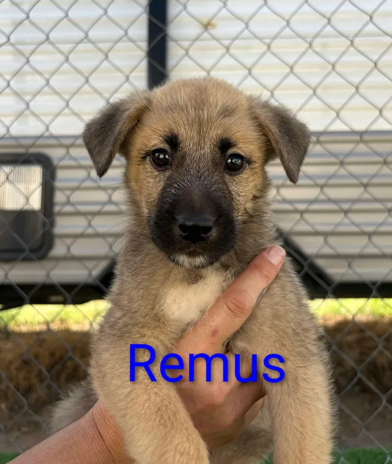 A baby large-sized male Belgian Shepherd / Malinois dog named Remus for adoption in Sierra Vista, AZ