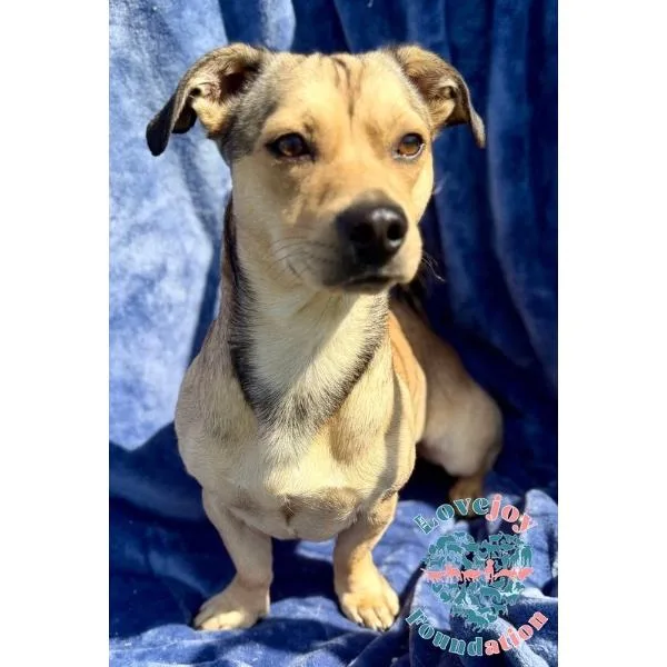 A young small-sized male Brown / Chocolate Chiweenie dog named Willy Coh for adoption in Inglewood, CA