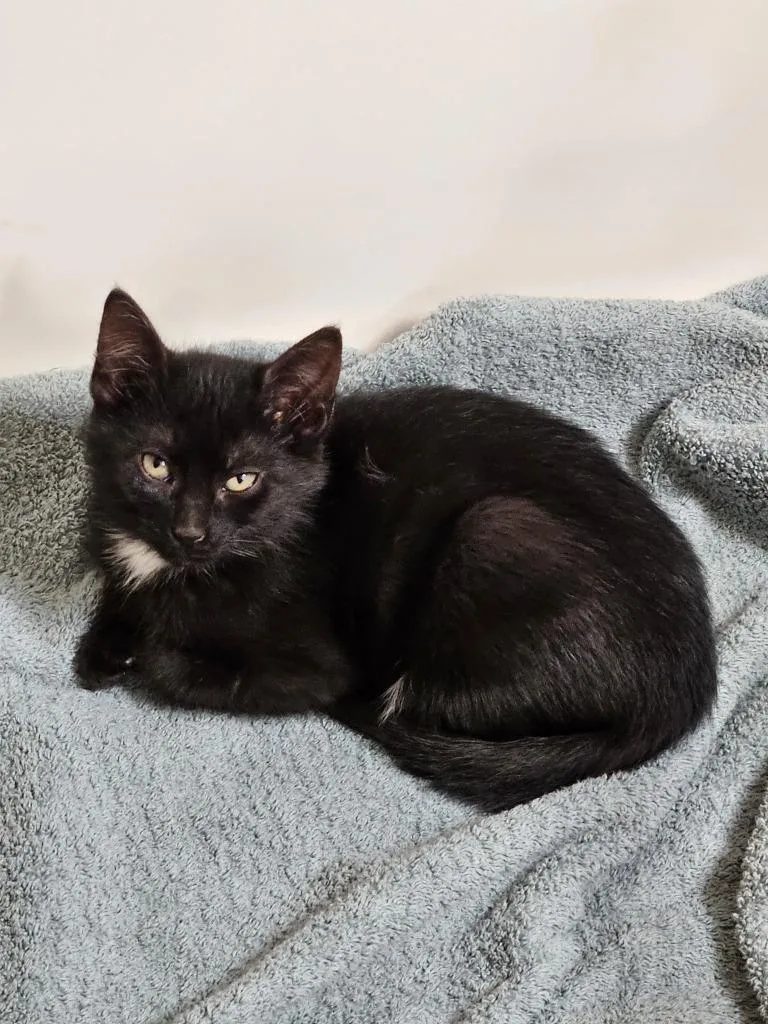 A baby small-sized male Domestic Short Hair cat named Binx for adoption in Minnetonka, MN