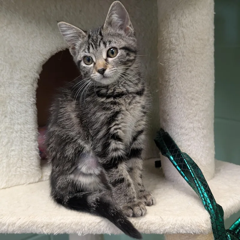 A baby medium-sized female Tabby (Brown / Chocolate) Domestic Short Hair cat named Summer for adoption in Jefferson, WI