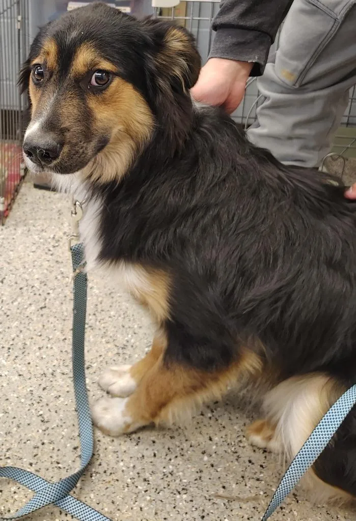 Archie