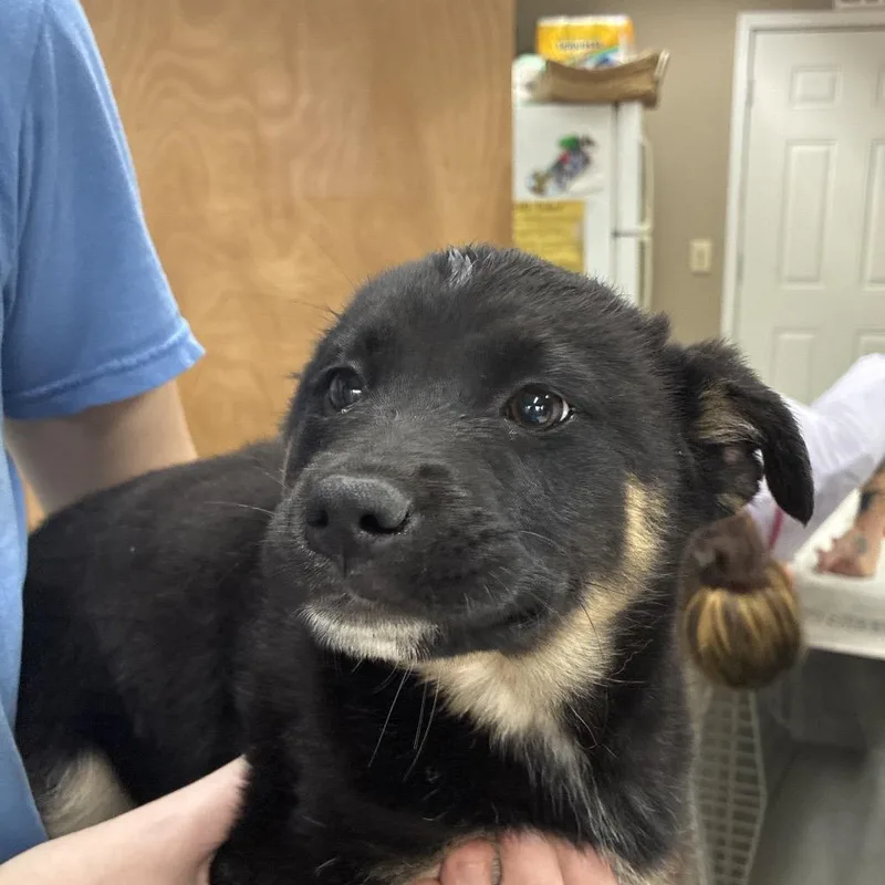 Ny Salma Hayek Avail