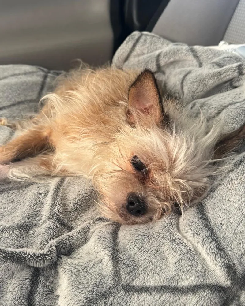 A senior small-sized female Brussels Griffon dog named Meekah for adoption in Bryan, TX