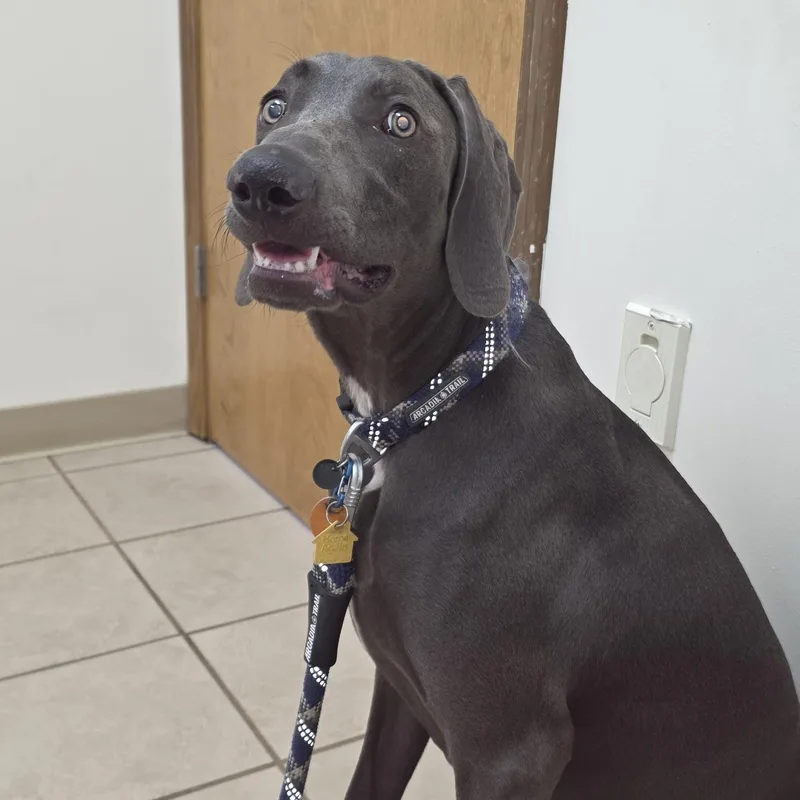 A young large-sized male Weimaraner dog named Denver for adoption in Jeffersonville, IN