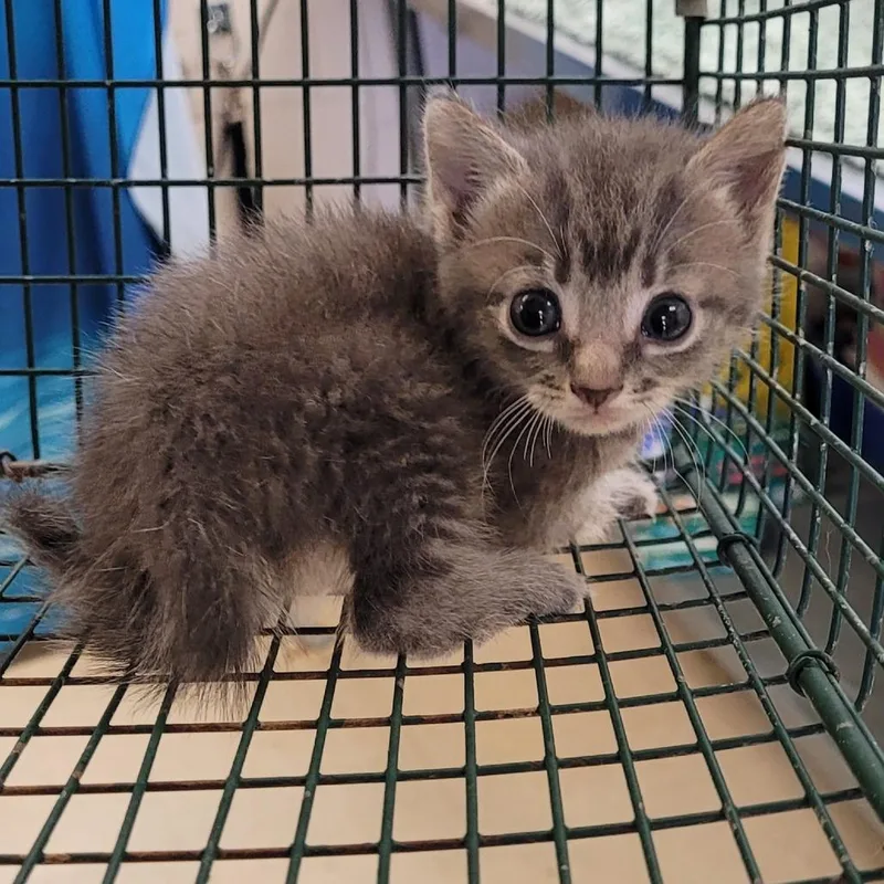 A baby small-sized female Gray / Blue / Silver Domestic Short Hair cat named 66225 for adoption in Lake Panasoffkee, FL