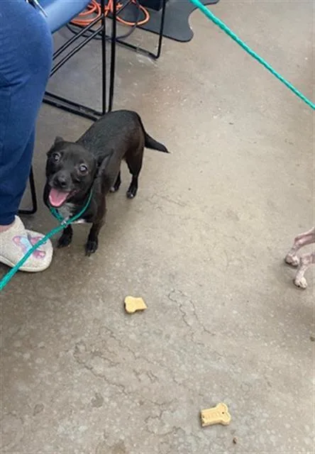 A young medium-sized female Mixed Breed dog named Sweetie for adoption in Dallas, TX
