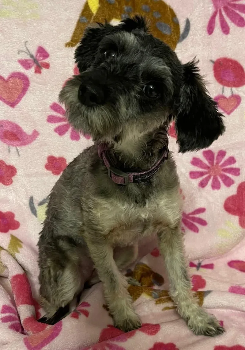 A baby small-sized female Gray / Blue / Silver Miniature Schnauzer dog named Birdie for adoption in Calera, AL