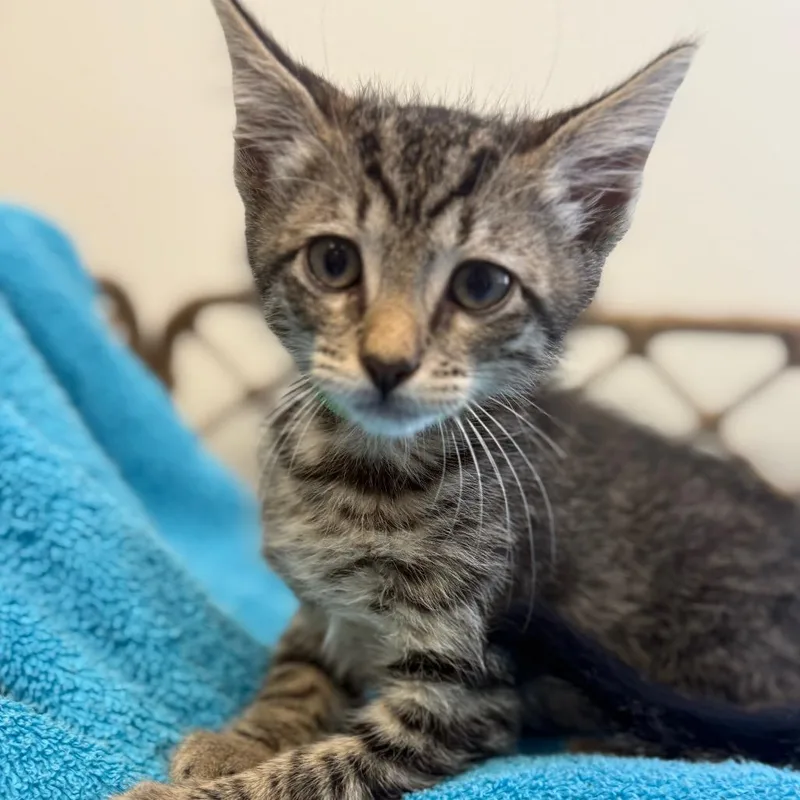 A baby small-sized male Brown / Chocolate Domestic Short Hair cat named Peanut for adoption in Houston, TX