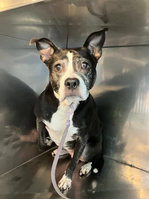 An adult medium-sized female Mixed Breed dog named Lulu for adoption in Dallas, TX