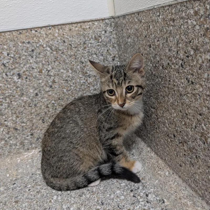 A baby small-sized female Buff / Tan / Fawn Domestic Short Hair cat named Polina for adoption in Detroit Lakes, MN