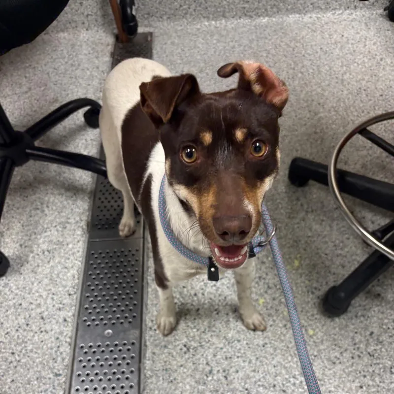An adult small-sized male White / Cream Jack Russell Terrier dog named Chocomil for adoption in Reno, NV