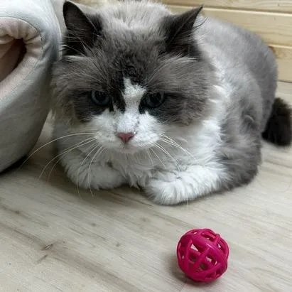 A senior extra large-sized male Gray / Blue / Silver Domestic Long Hair cat named Rydrr for adoption in Poplar Bluff, MO