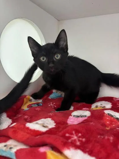 A baby small-sized male Domestic Short Hair cat named Mason for adoption in Manteo, NC