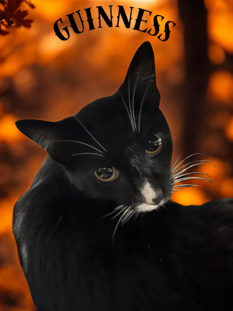 An adult medium-sized male Black & White / Tuxedo Domestic Short Hair cat named Guinness for adoption in Orleans, VT