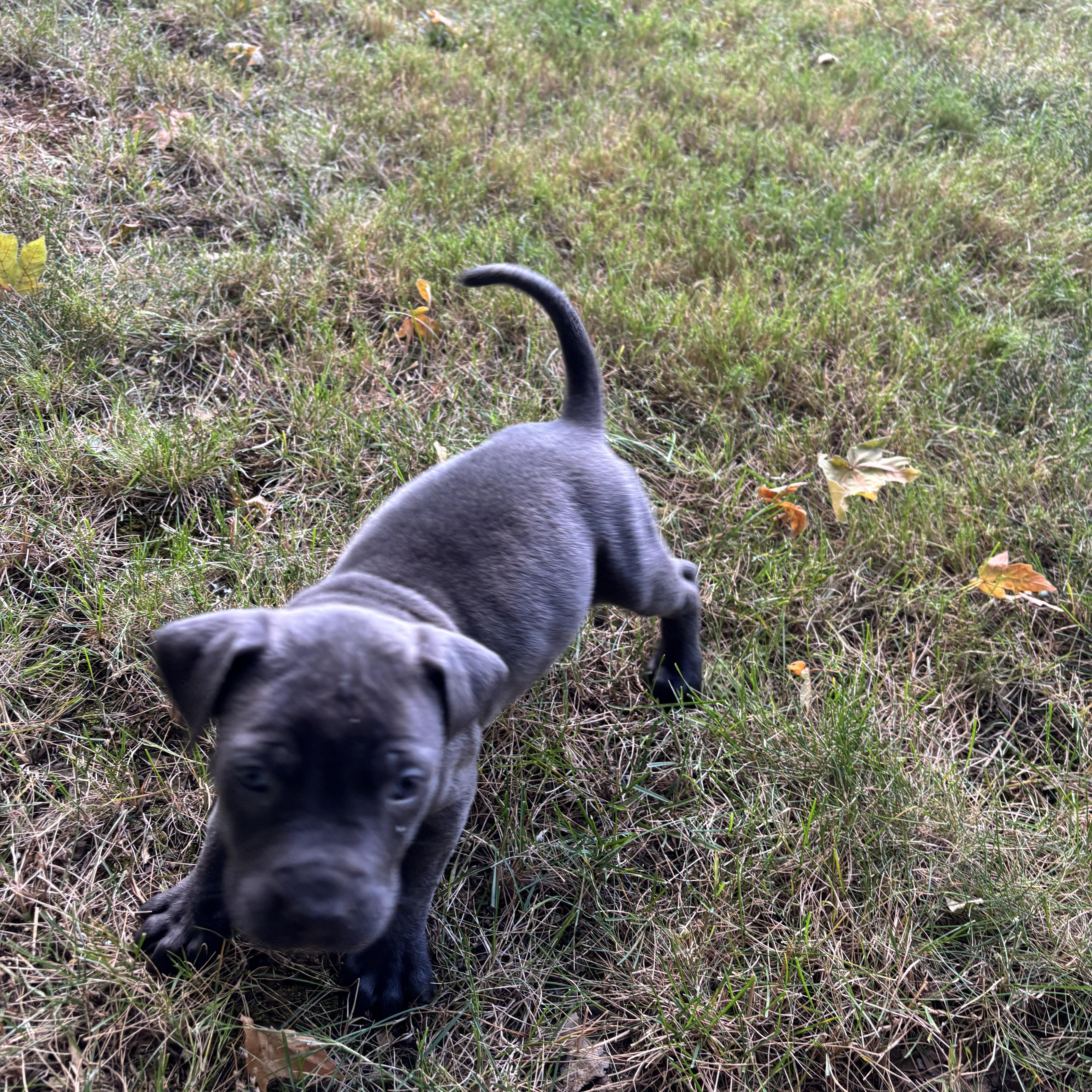 A baby medium-sized female Pit Bull Terrier dog named Daisy for adoption in Amity, OR