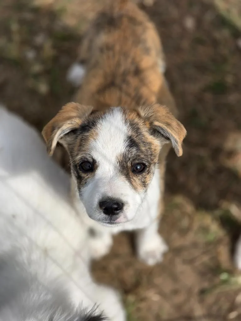 A baby medium-sized male Australian Shepherd dog named Amsterdam for adoption in Carthage, MO