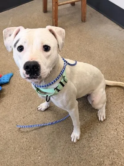A young medium-sized female White / Cream Pit Bull Terrier dog named Gumbo for adoption in Cleveland, OH