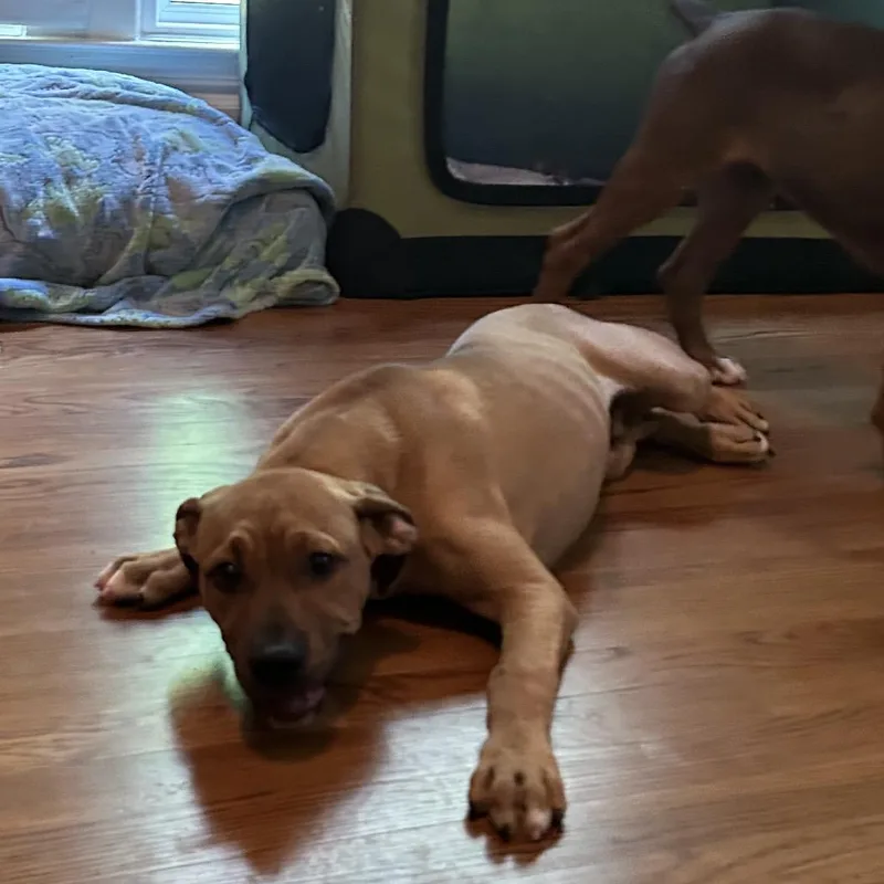 A baby large-sized male Yellow / Tan / Blond / Fawn Mixed Breed dog named Vulcan for adoption in Brownsboro, AL