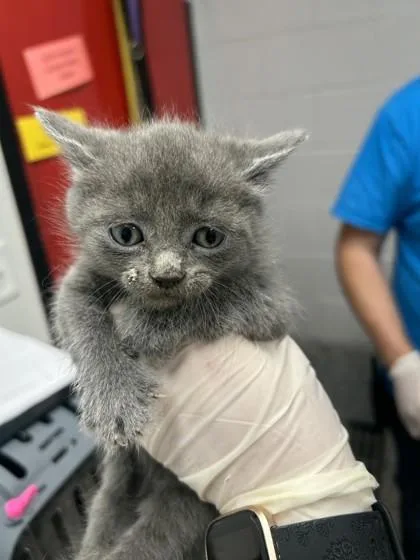 A baby small-sized female Domestic Short Hair cat named Selene for adoption in West Chester, PA