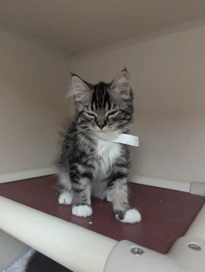 A baby small-sized male Domestic Long Hair cat named Brachiosaurus I AM AT for adoption in East Brookfield, MA