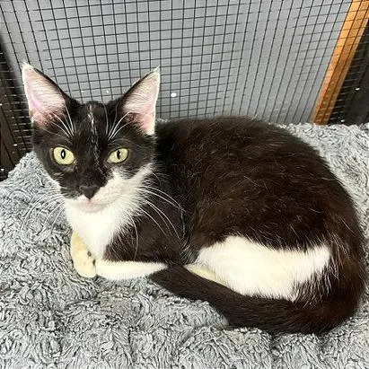 A young medium-sized female Black Domestic Short Hair cat named Betsy for adoption in Pleasant Hill, CA