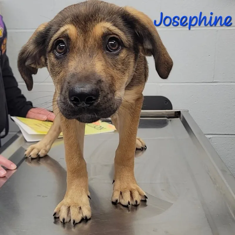 Josephine