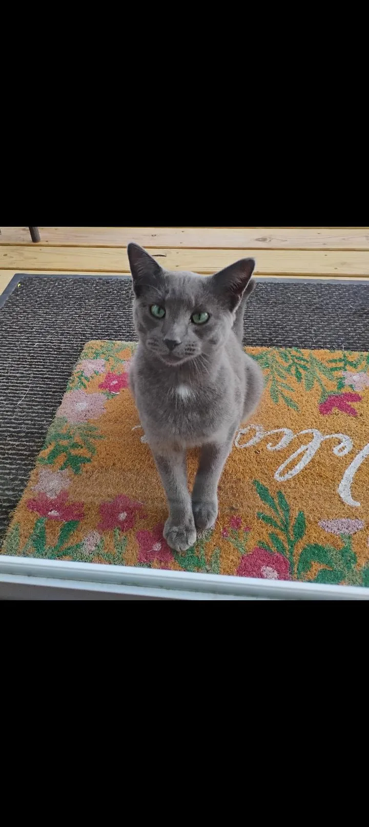 An adult medium-sized male Gray / Blue / Silver Russian Blue cat named Stormy for adoption in Export, PA