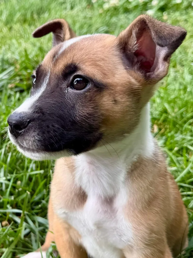 A baby small-sized male Mixed Breed dog named Olsen for adoption in Lexington, KY