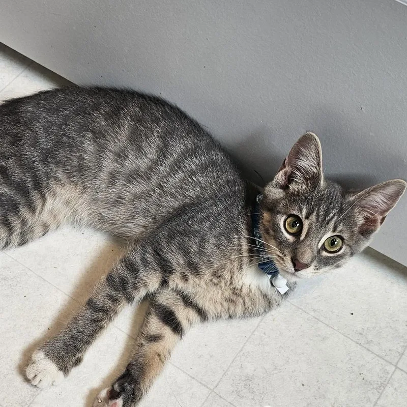 A baby small-sized male Brown / Chocolate Domestic Short Hair cat named Firecracker for adoption in Cincinnati, OH