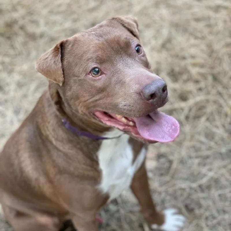 A senior large-sized male Mixed Breed dog named Teddy for adoption in Houston, TX