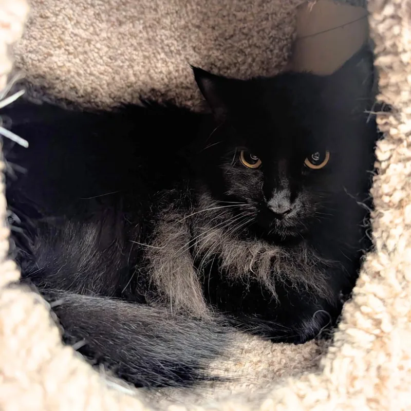 An adult large-sized female Black Domestic Short Hair cat named Cruella for adoption in Pleasant Hill, CA