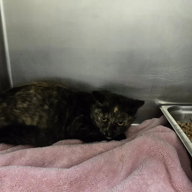 An adult medium-sized female Tortoiseshell Domestic Short Hair cat named Bunny for adoption in Rocky Mount, VA