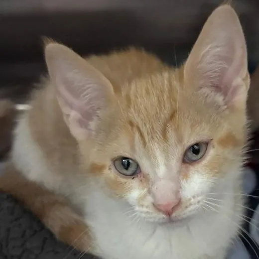 A young medium-sized female Orange & White Domestic Short Hair cat named Ladybug for adoption in Allegan, MI
