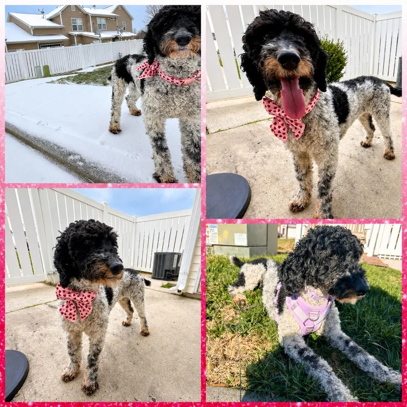Gabbi
